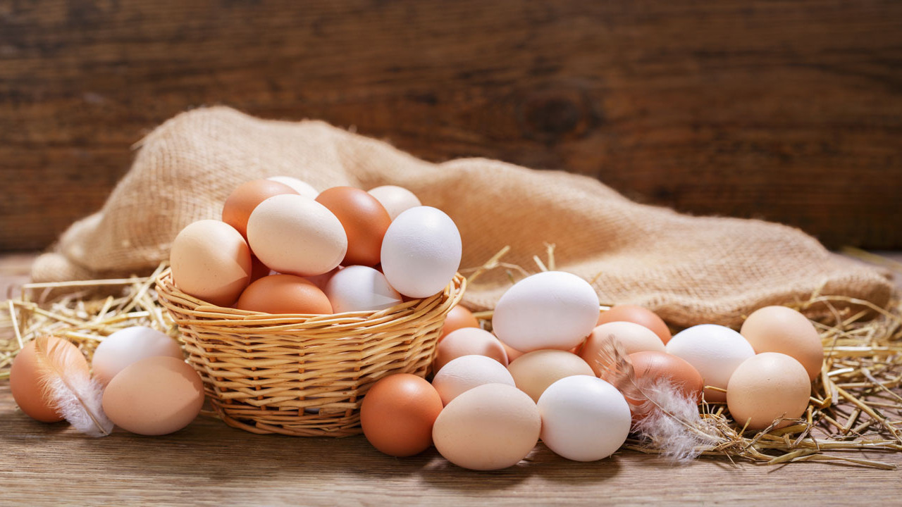 Belçika’da Salmonella krizi: Yüzlerce kişi hastanelik oldu